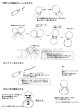 画像4: 工作イベントキット　雪だるま風船　30人用 (4)