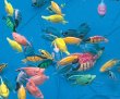 画像2: おもちゃ熱帯魚すくい縁日セット　300ヶ入り (2)