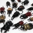 画像1: すくい用おもちゃ　フィギア昆虫(カブトムシ&クワガタ)　100ヶセット (1)