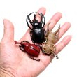 画像3: すくい用おもちゃ　フィギア昆虫(カブトムシ&クワガタ)　100ヶセット (3)