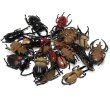 画像4: すくい用おもちゃ　フィギア昆虫(カブトムシ&クワガタ)　100ヶセット (4)