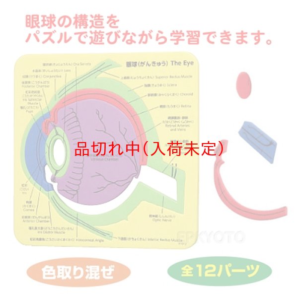 画像2: 教材景品 眼球の構造パズル まとめ買い100セット (2)