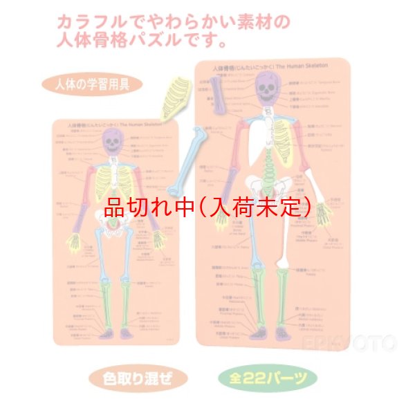 画像2: 教材景品　骨格の構造パズル　まとめ買い100セット (2)