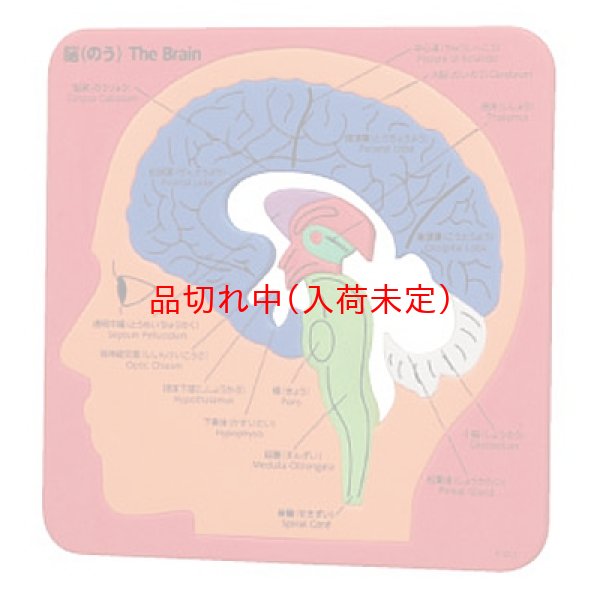 画像1: 教材景品　脳の構造パズル (1)