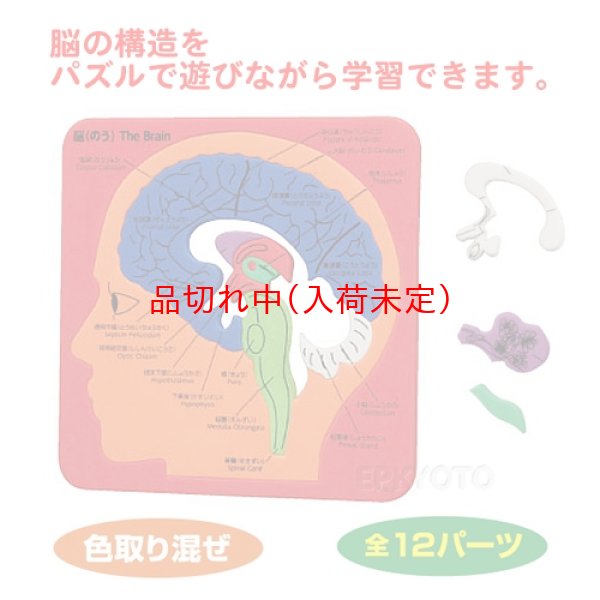 画像2: 教材景品 脳の構造パズル まとめ買い100セット (2)