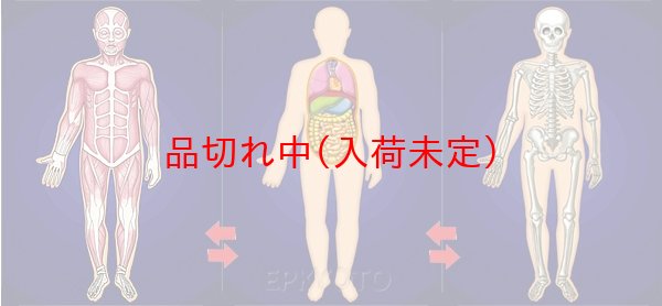 画像2: 教材景品　人体変化カード　まとめ買い100セット (2)