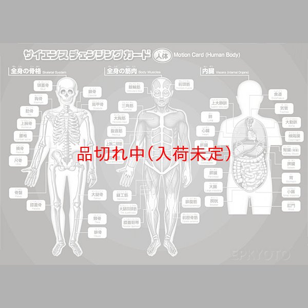 画像1: 教材景品　人体変化カード　まとめ買い100セット (1)