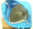 画像3: 子供用景品　ボトルホルダーマグカップ　まとめ買い40ヶセット (3)