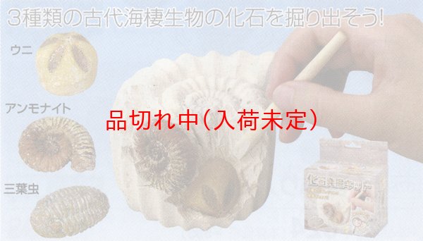 画像2: 体験 化石発掘キット まとめ買い48セット (2)