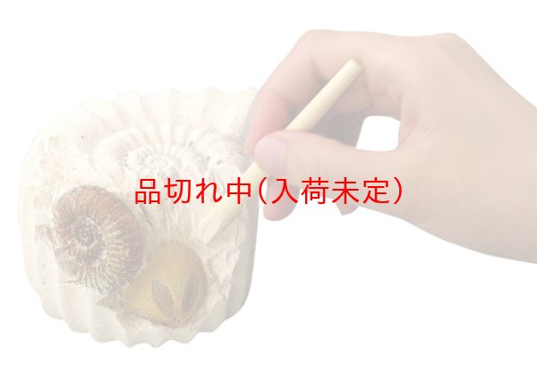 画像3: 体験 化石発掘キット まとめ買い48セット (3)