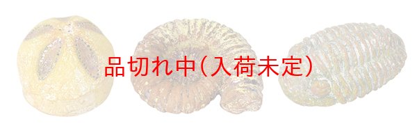 画像4: 体験 化石発掘キット まとめ買い48セット (4)