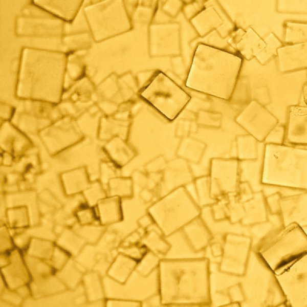 画像5: 観察工作キット 顕微鏡 まとめ買い24セット (5)