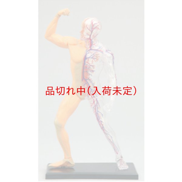 画像1: 学習工作キット　人体模型　筋肉と骨格　まとめ買い36セット (1)