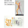画像2: 学習工作キット　人体模型　筋肉と骨格　まとめ買い36セット (2)