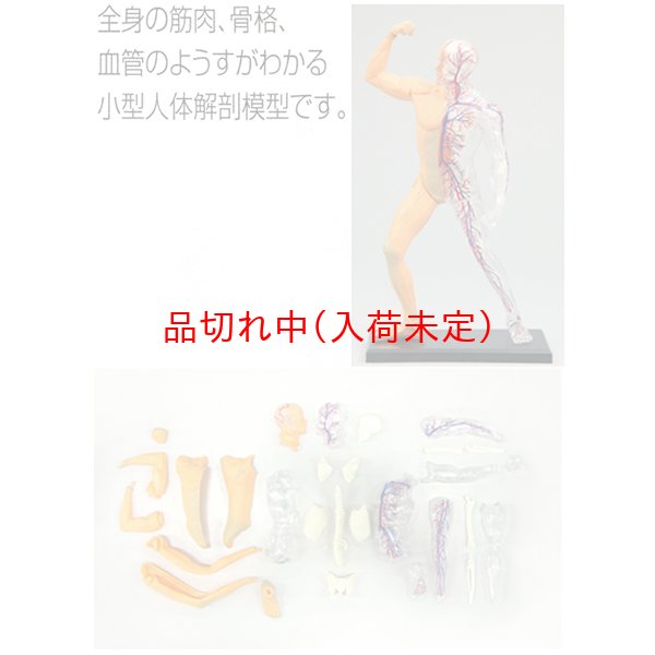 画像2: 学習工作キット　人体模型　筋肉と骨格 (2)