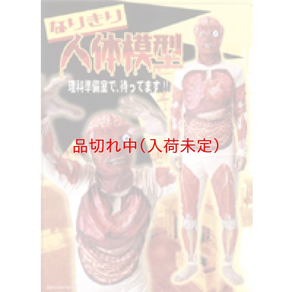 画像2: 大人用　コスチューム　人体模型 (2)