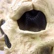 画像5: 大人用　リアルゴムマスク　頭蓋骨 (5)